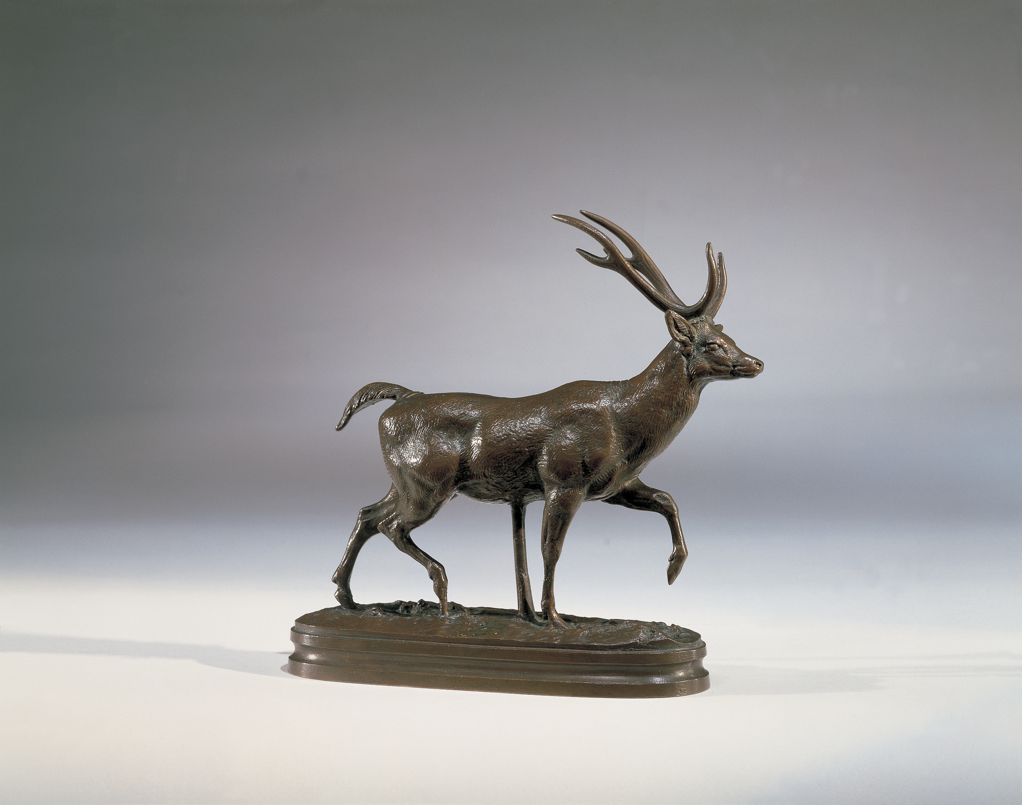 Axis Stag, 1850