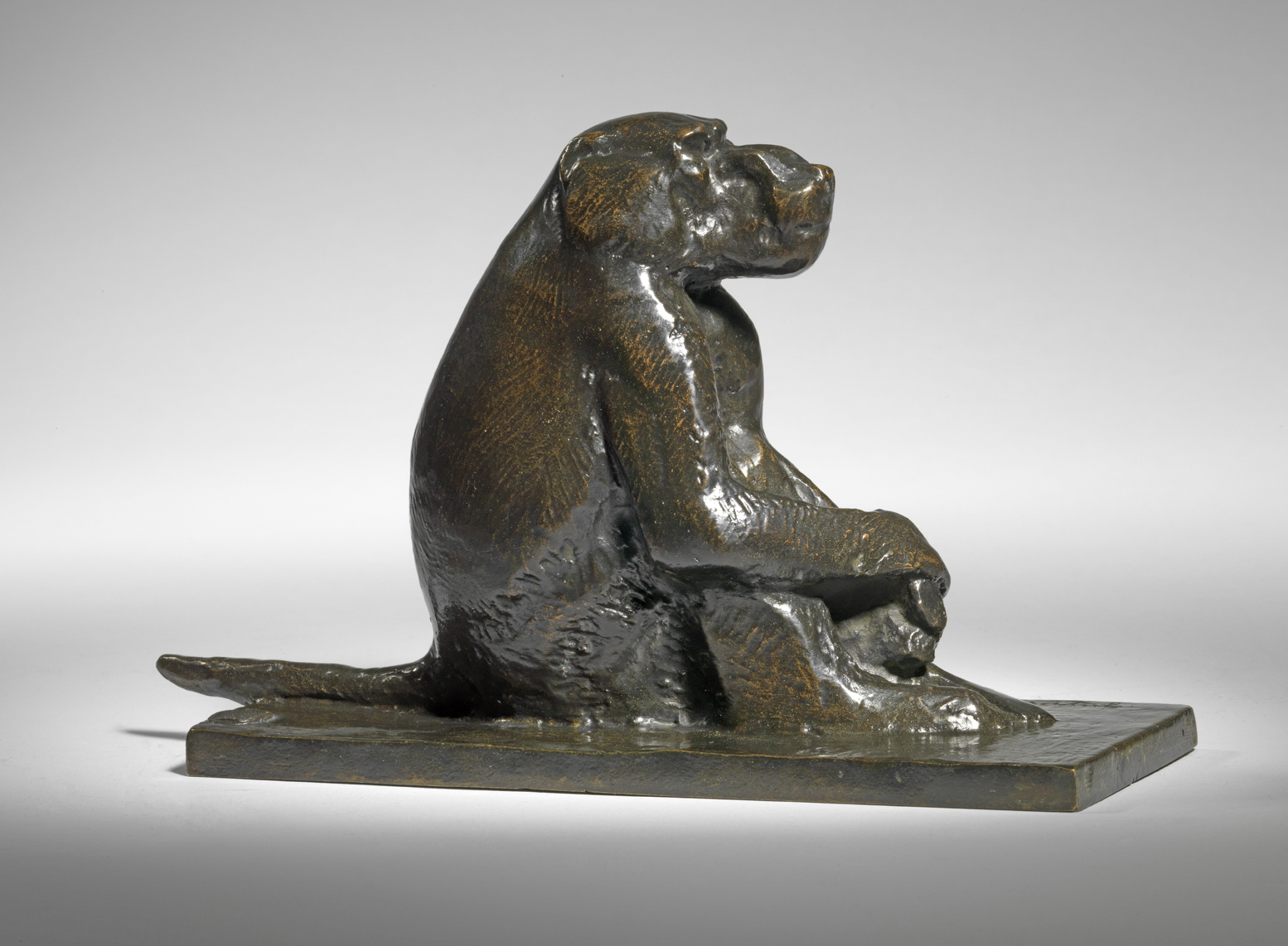 Baboon at Rest, c. 1920