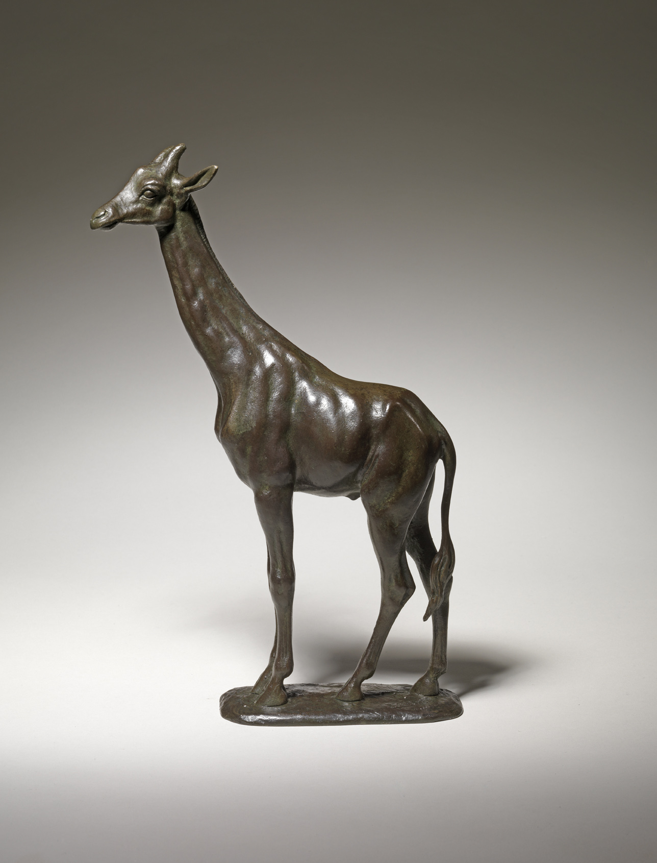Giraffe, c. 1870