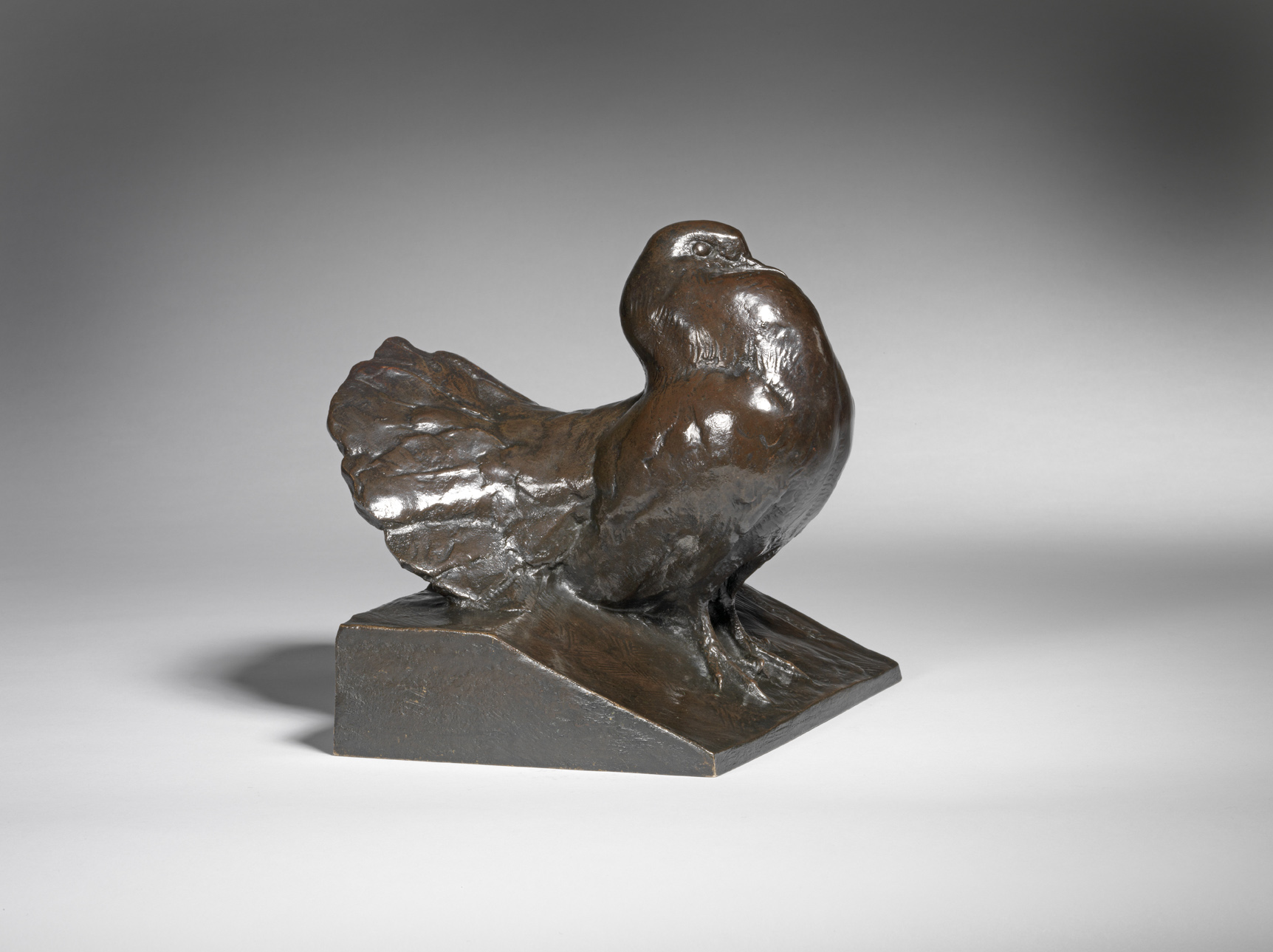 Fantail Pigeon, c. 1930