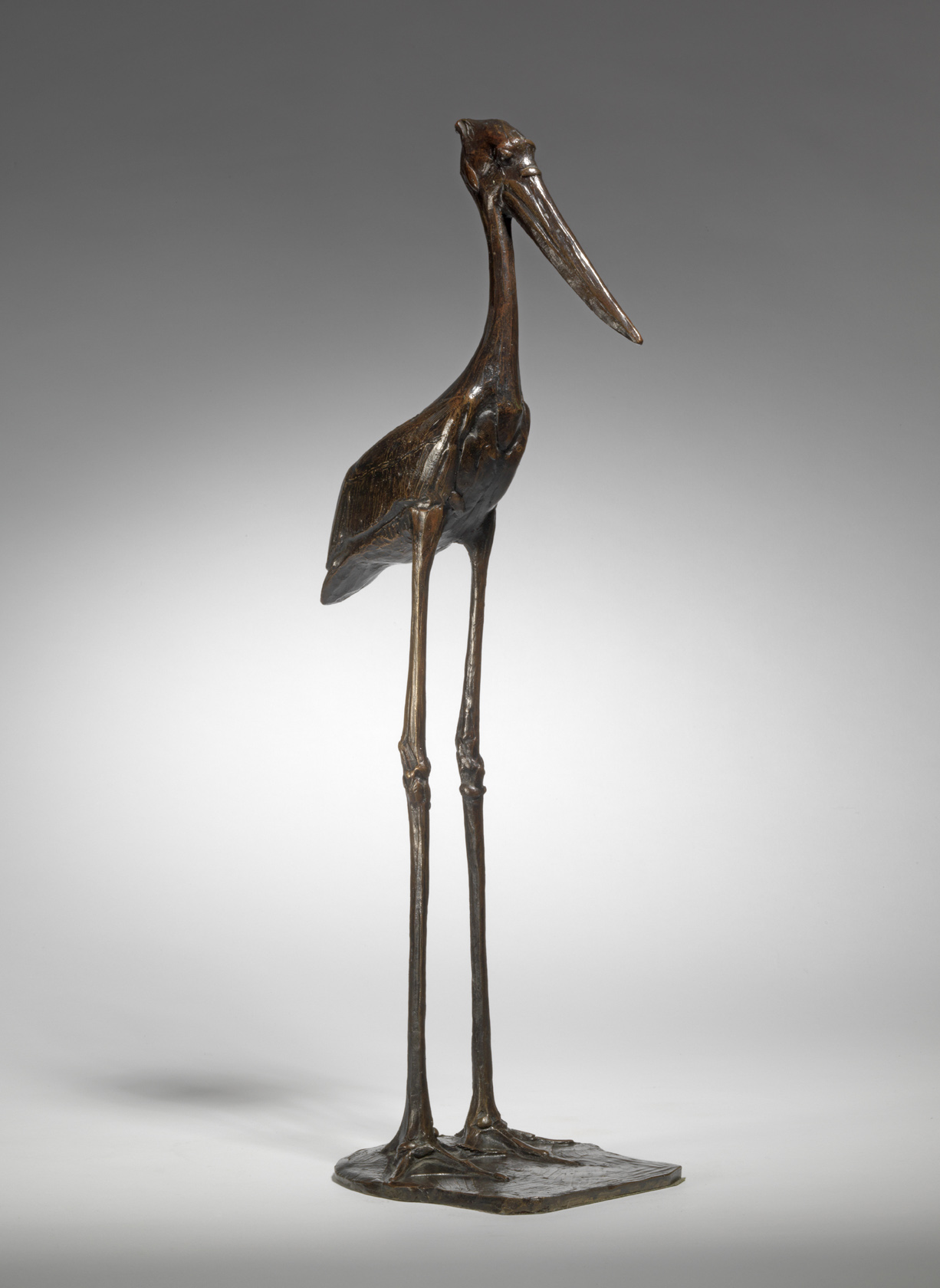 Male Jabiru Stork, 1912
