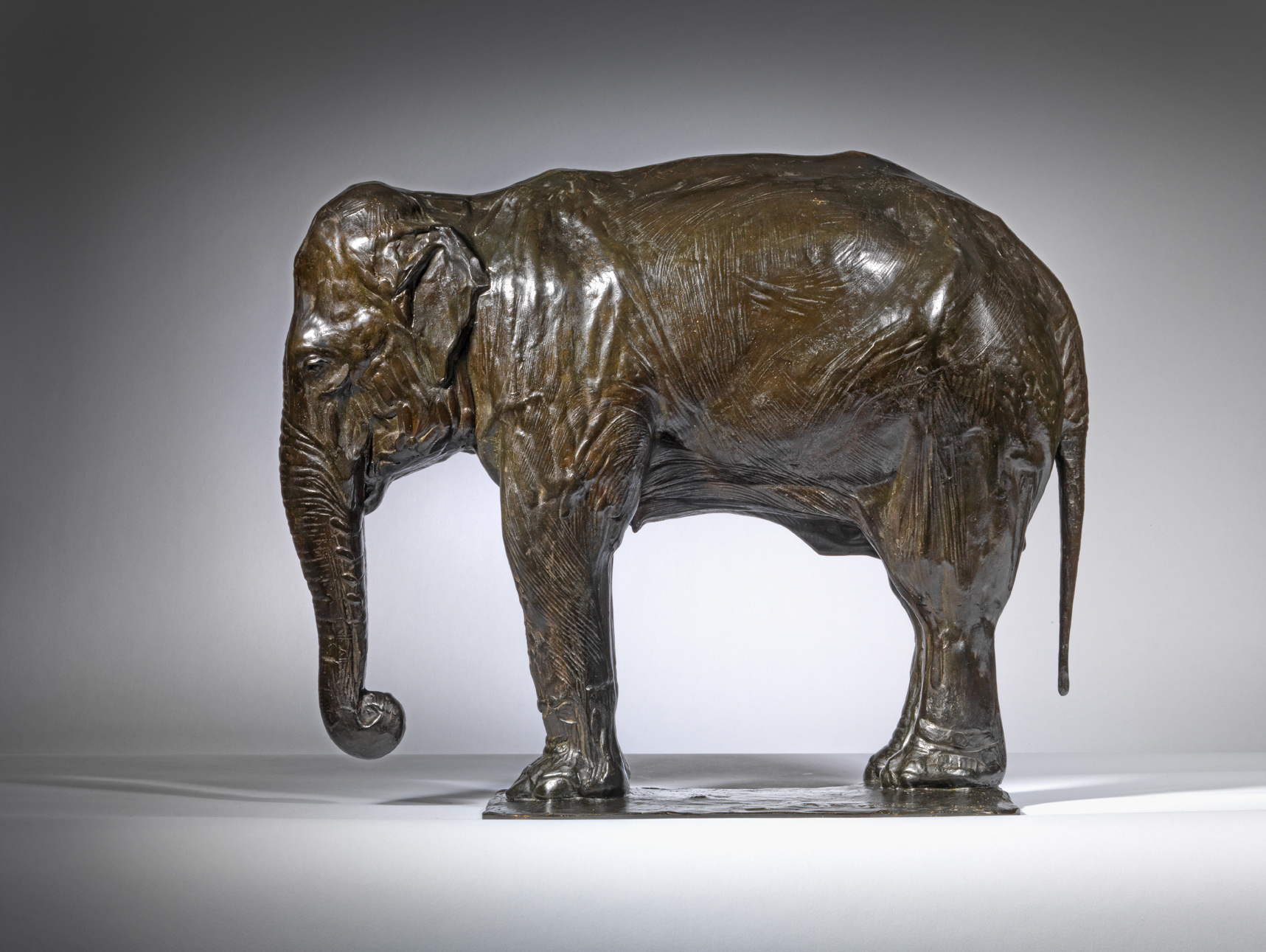 Elephant at Rest, 1909-1910