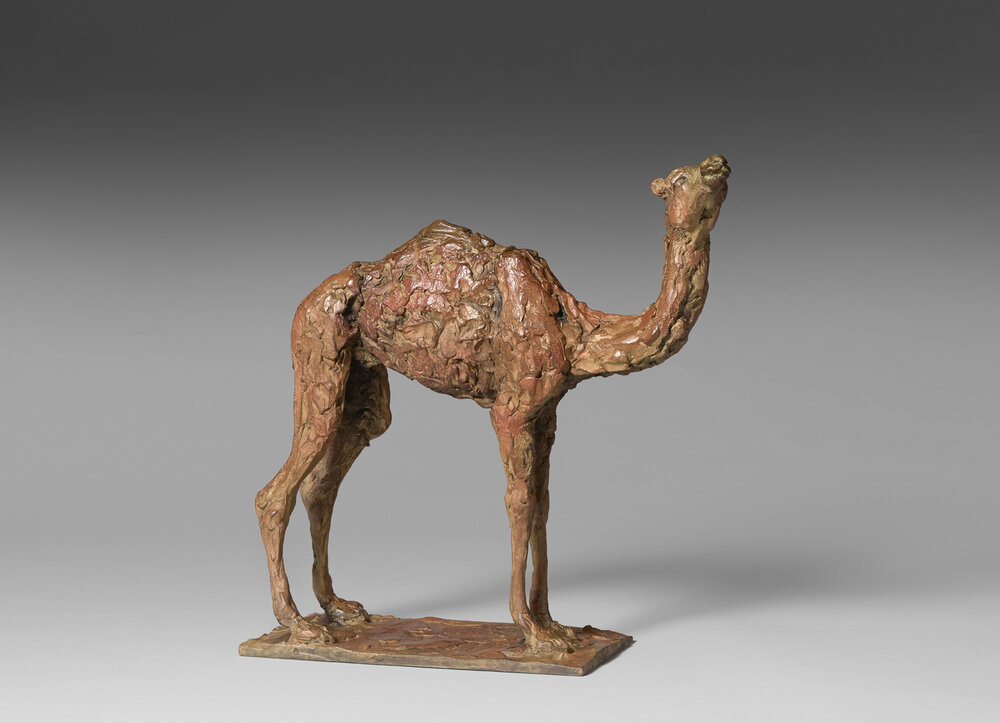 Young Dromedary Camel