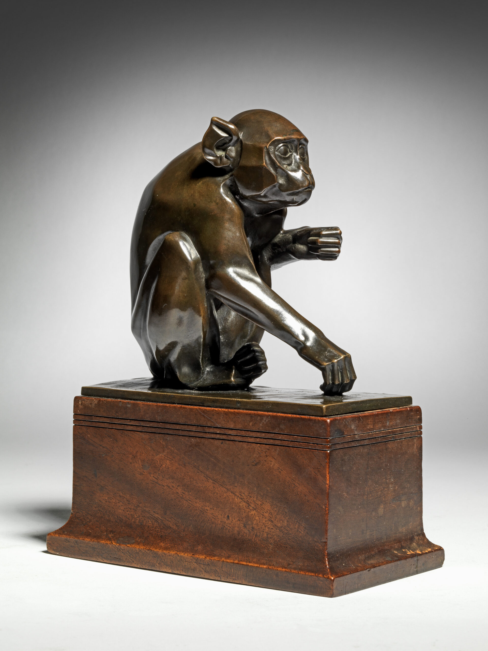 Rhesus Monkey, 1911