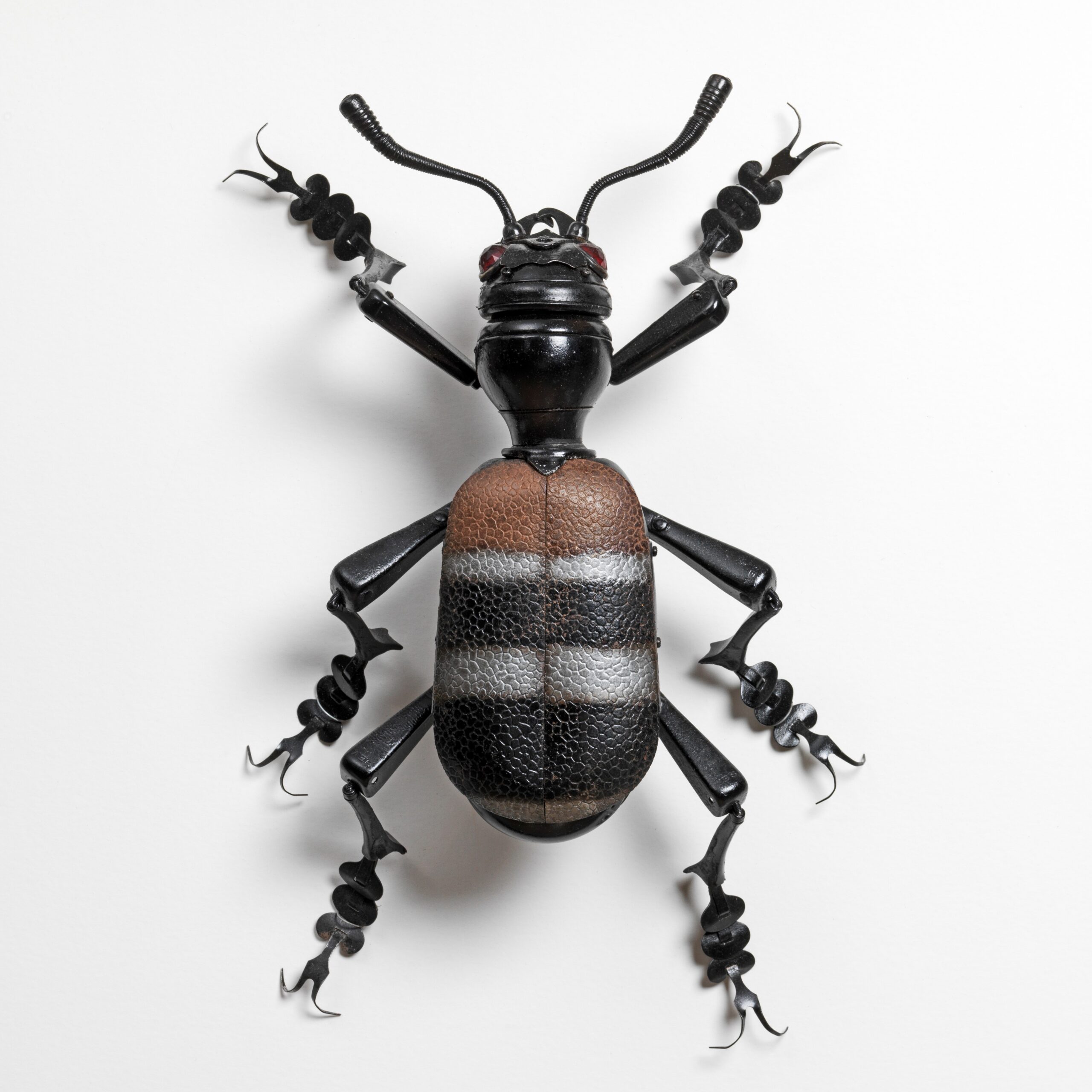 Striped Brown Beetle