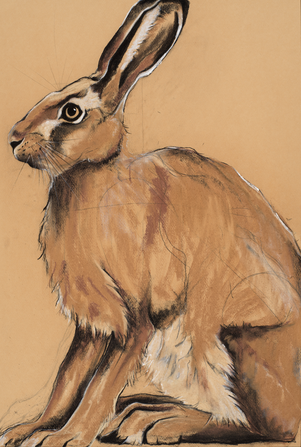 H is for Hare, study on brown