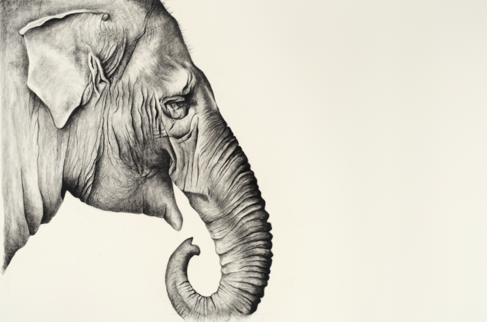 E is for Asian Elephant : Sladmore Gallery