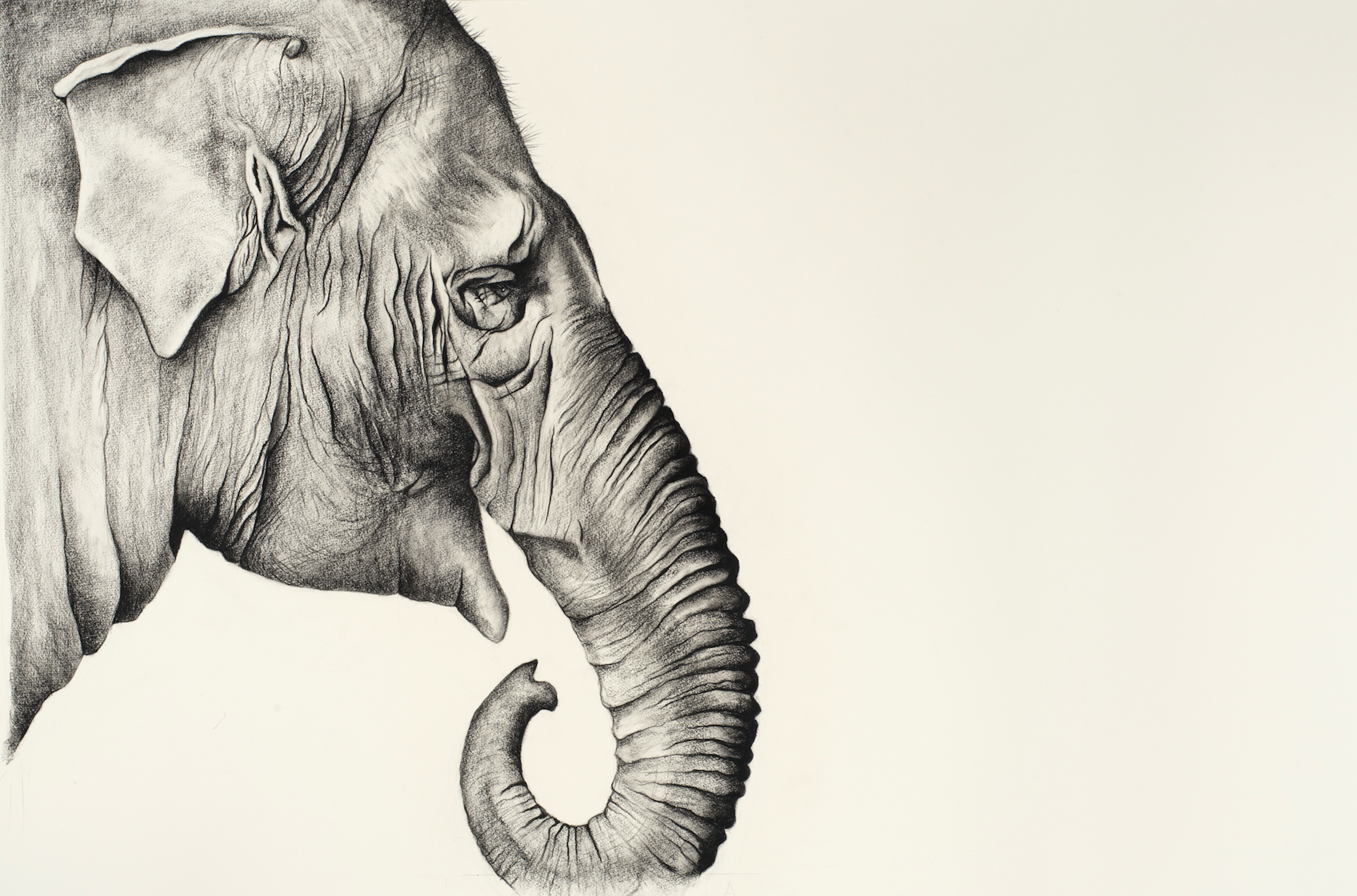 E is for Asian Elephant