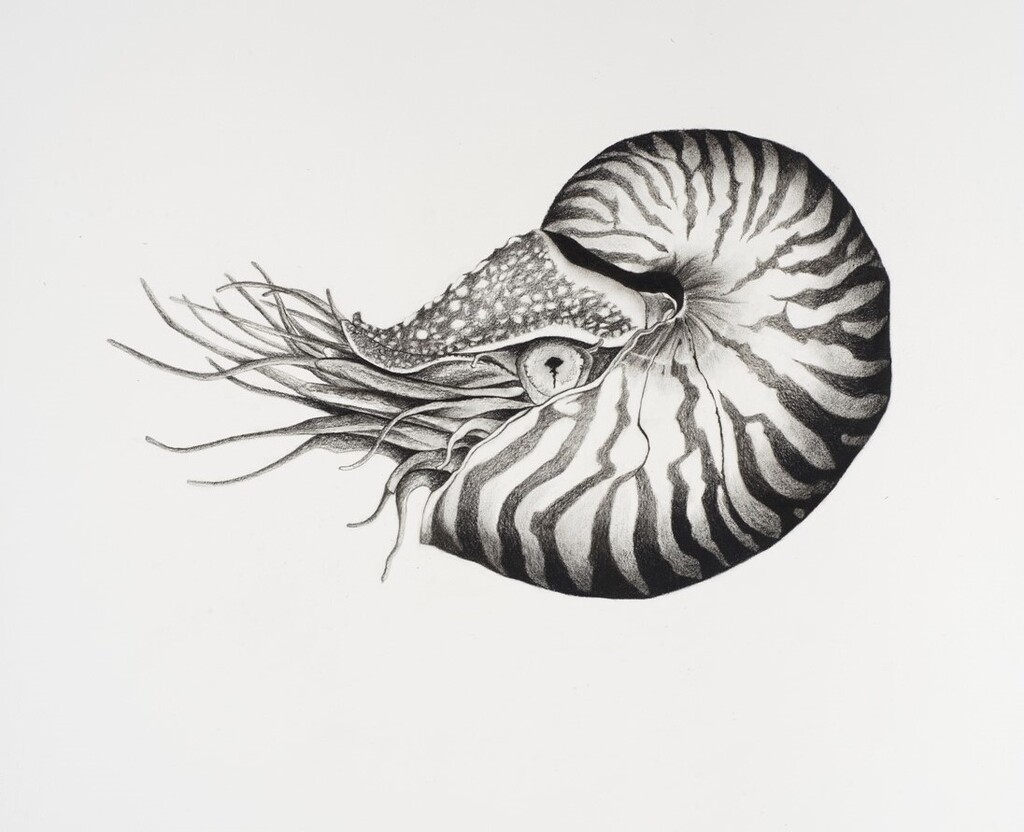 N is for Chambered Nautilus
