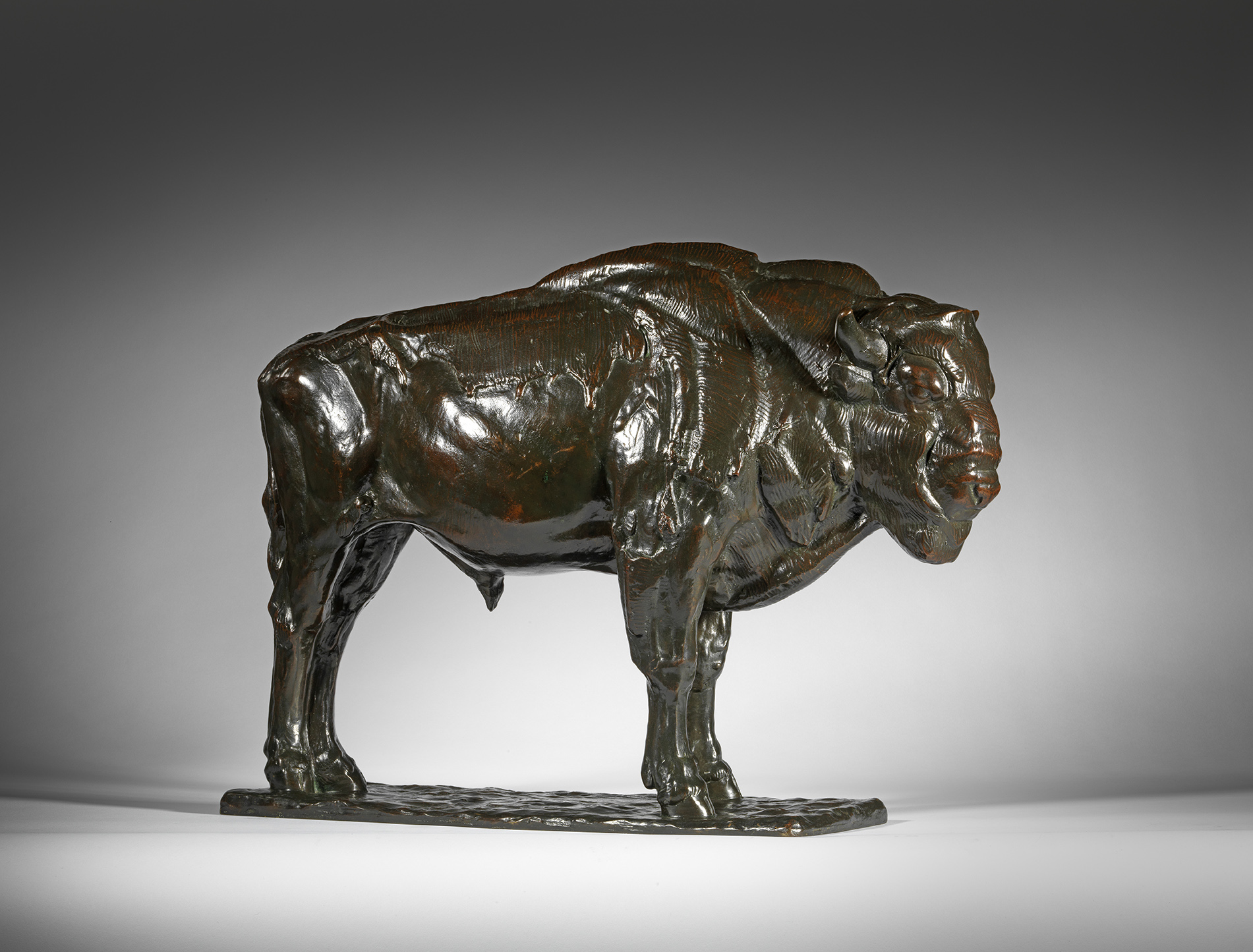 European Bison, 1910