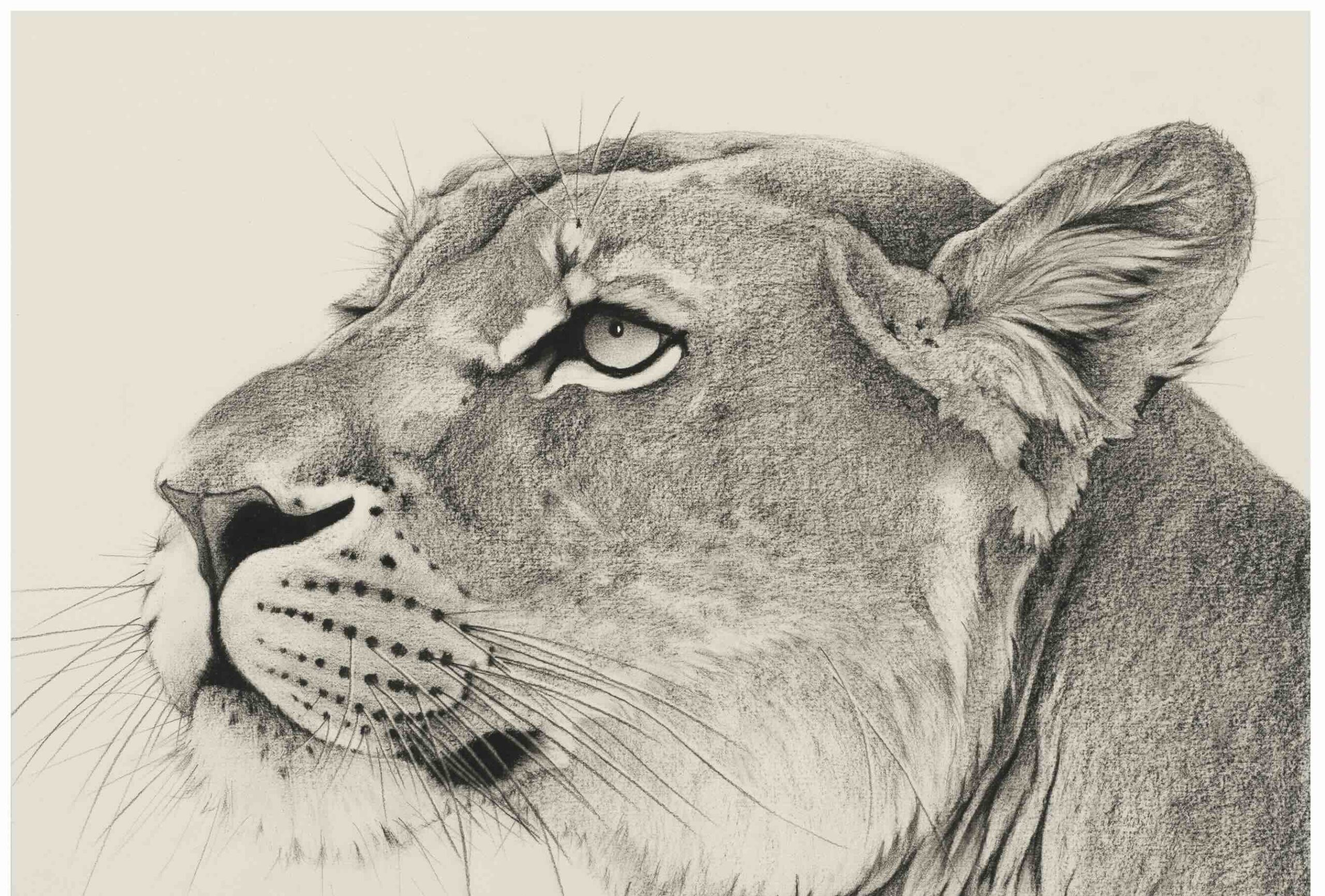 Lioness, Close-up, 2024