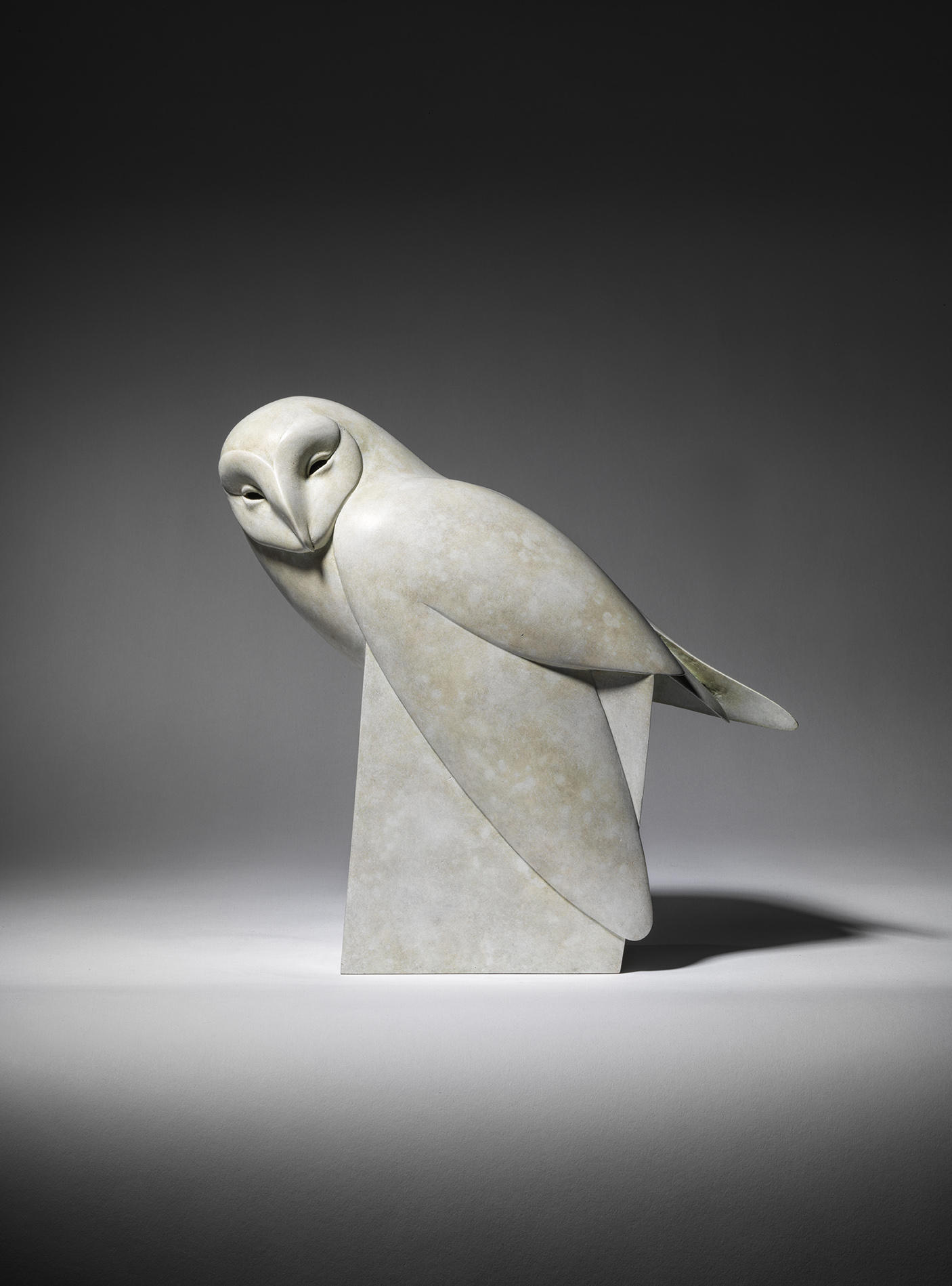 Barn Owl, white