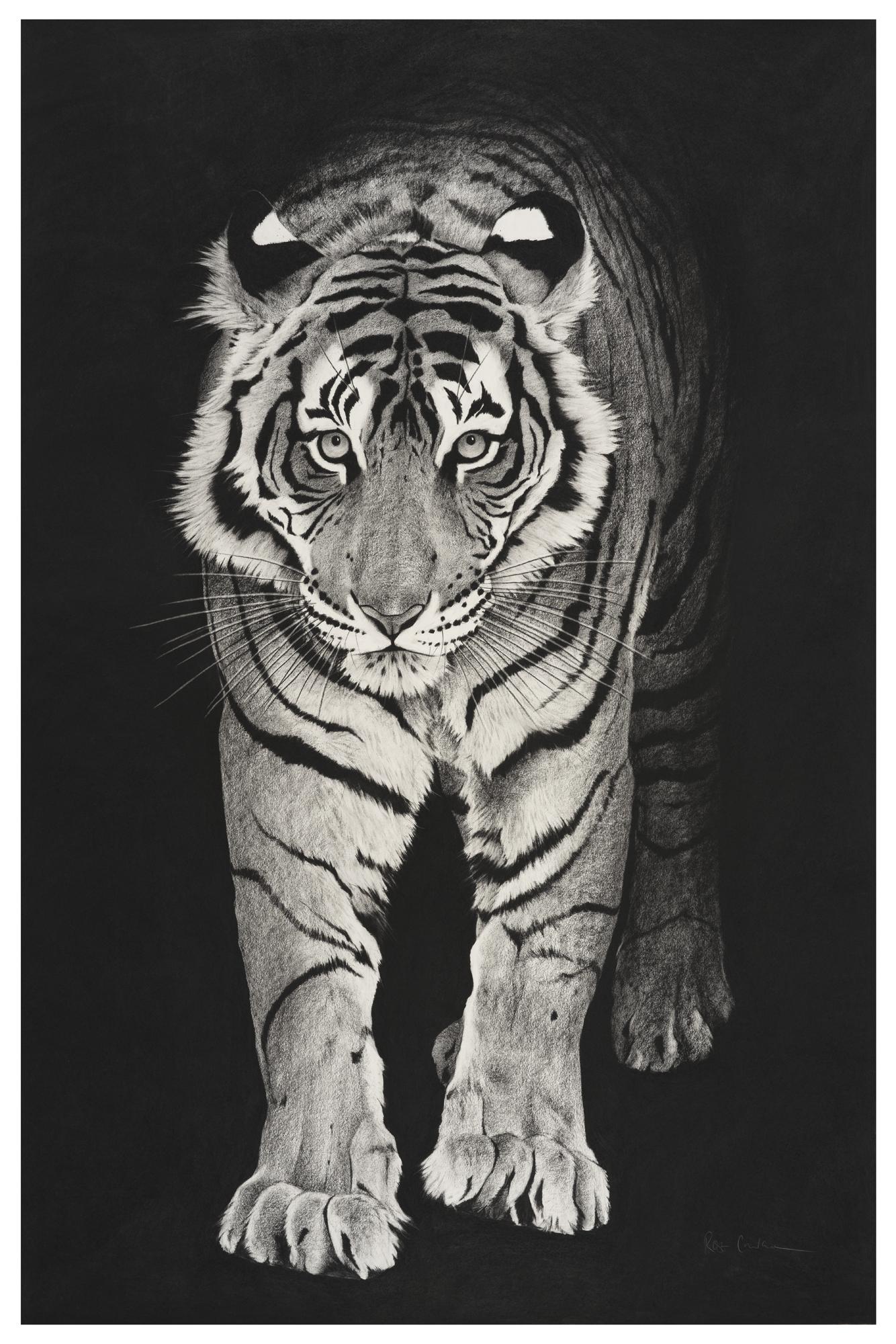 Night Tiger