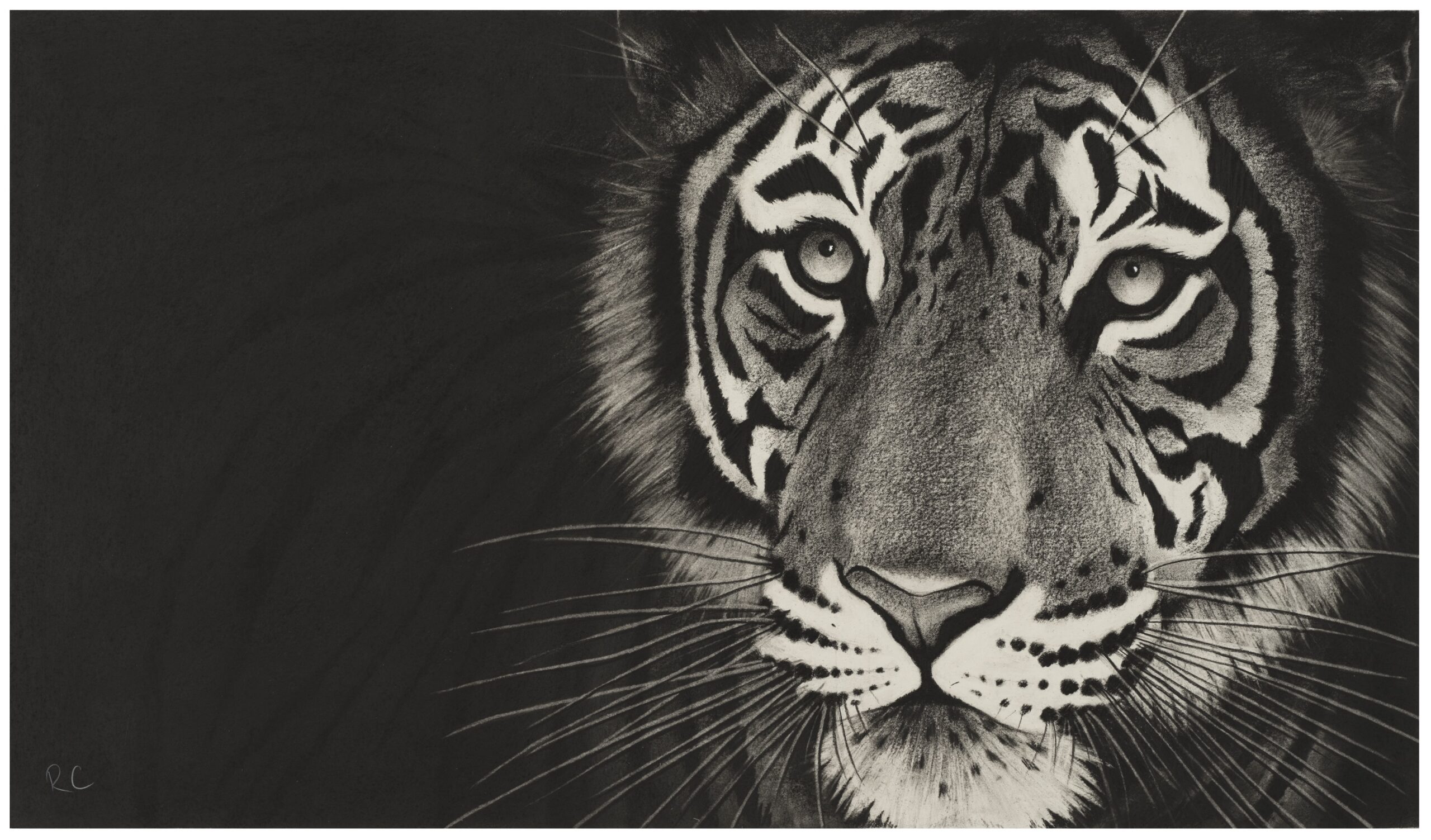 Rose Corcoran – ‘Panthera’ new drawings