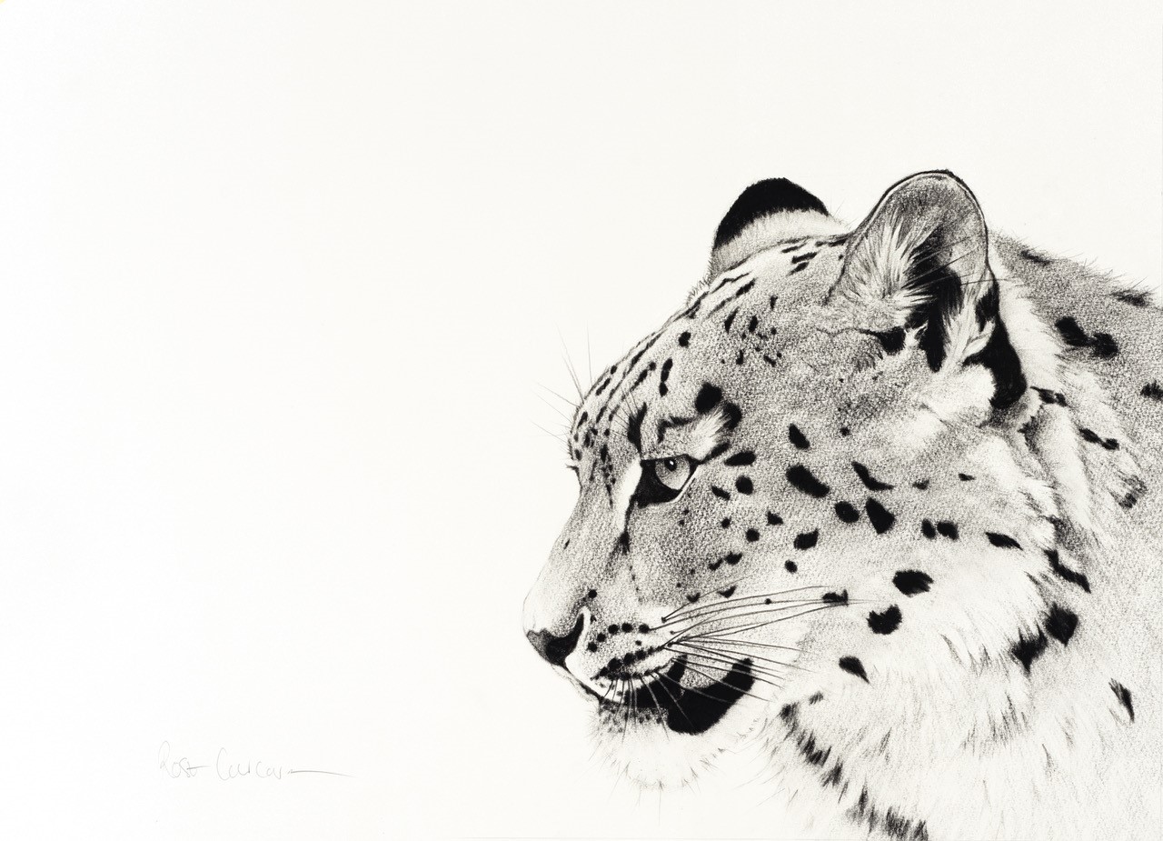 Snow Leopard, in profile