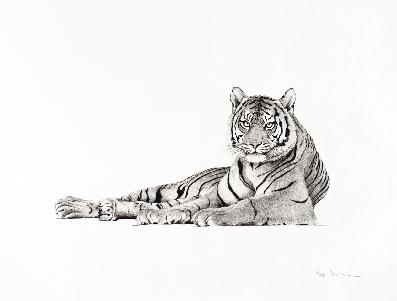 Sumatran Tiger, lying down