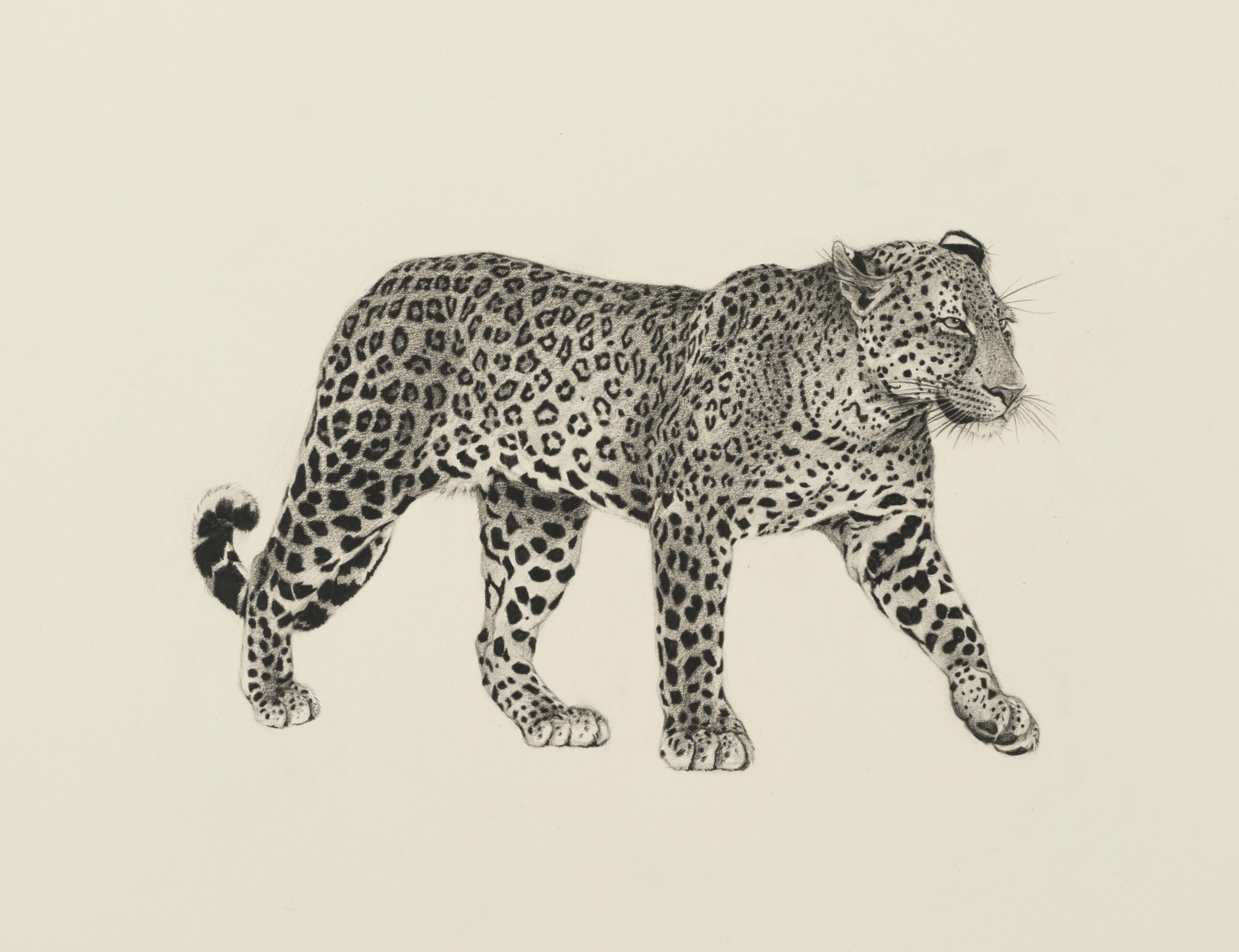 Leopard Striding