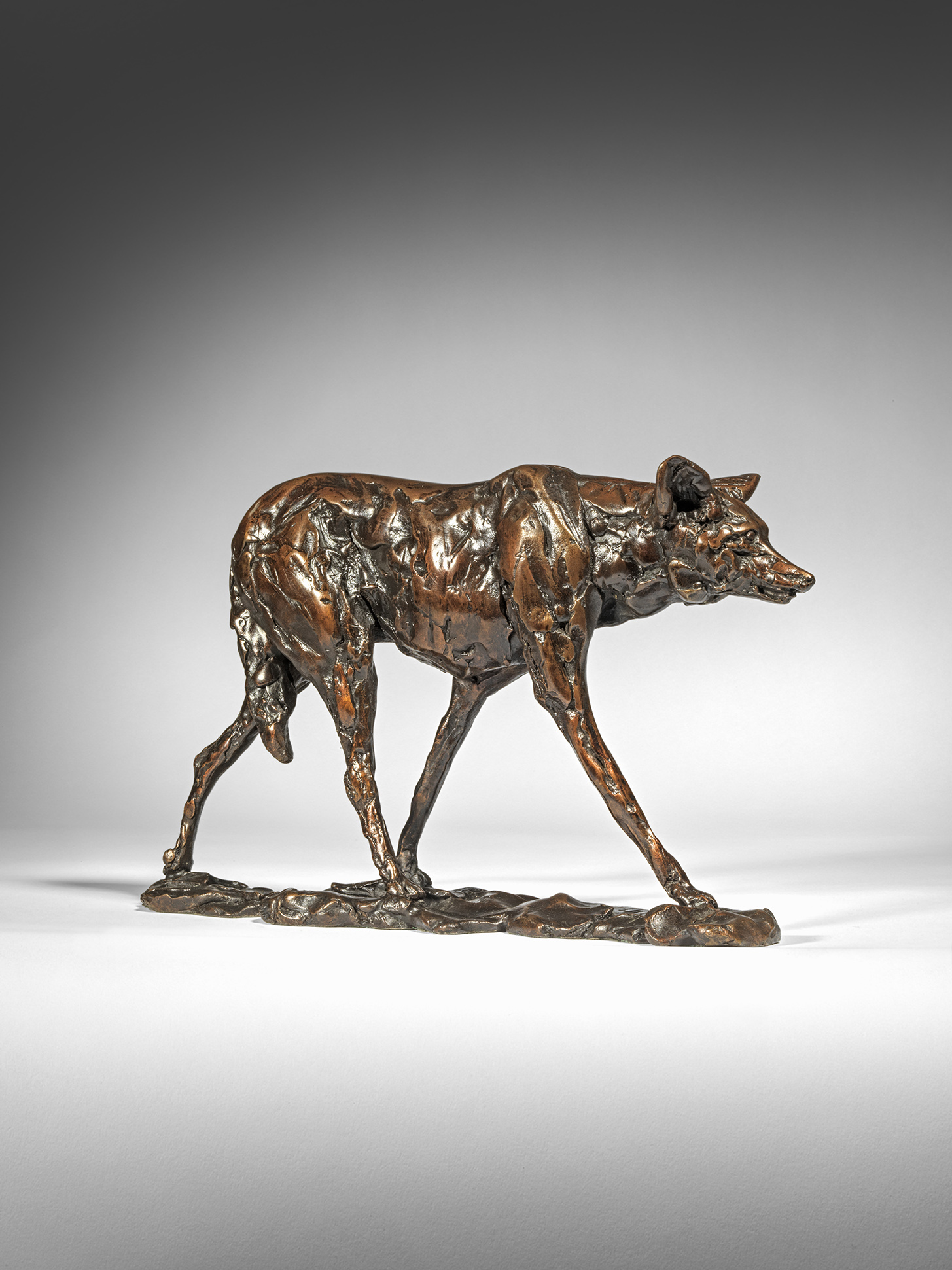 Maned Wolf, Field Study, 2025