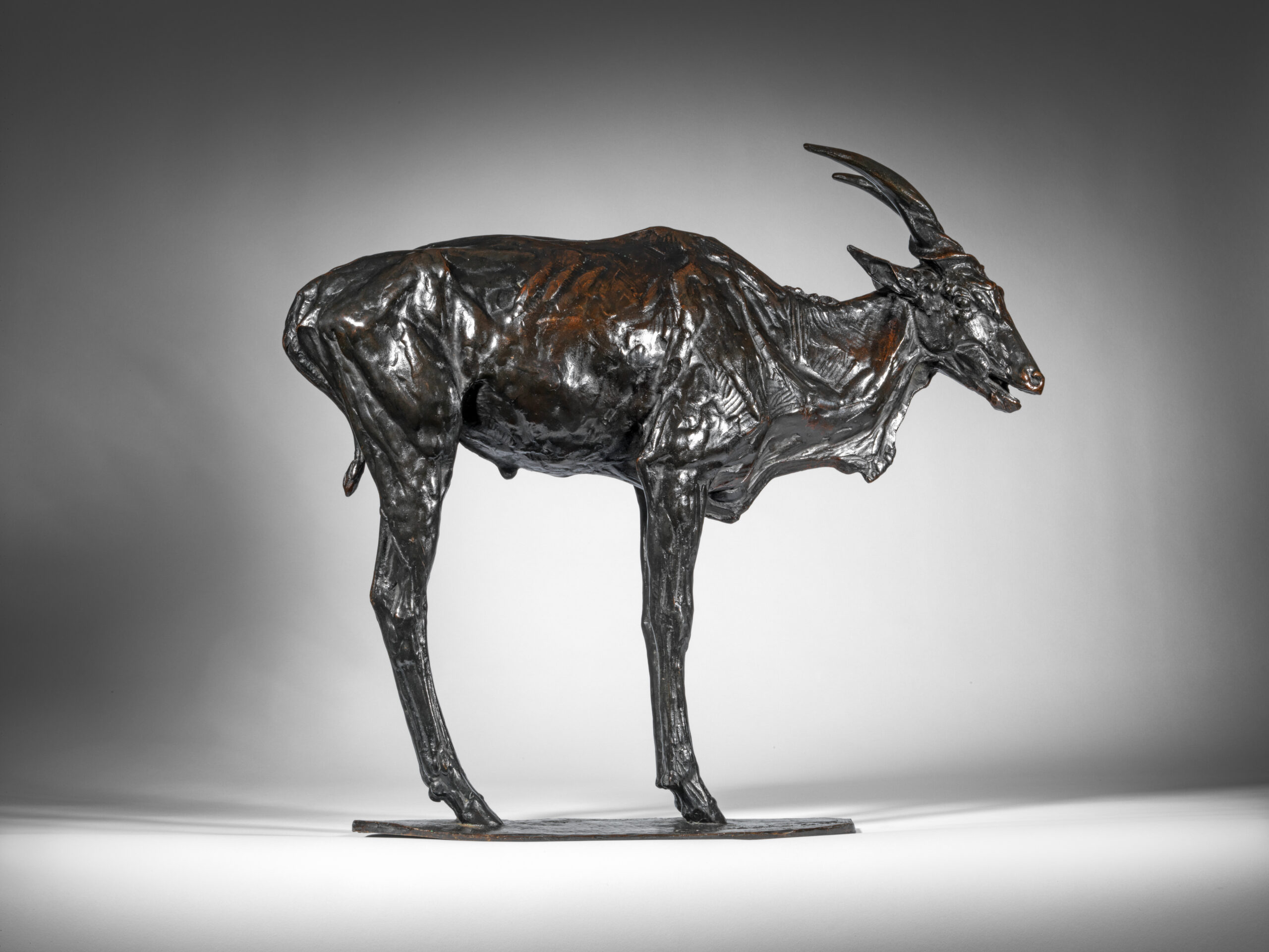 Canna Antelope, 1909-1910