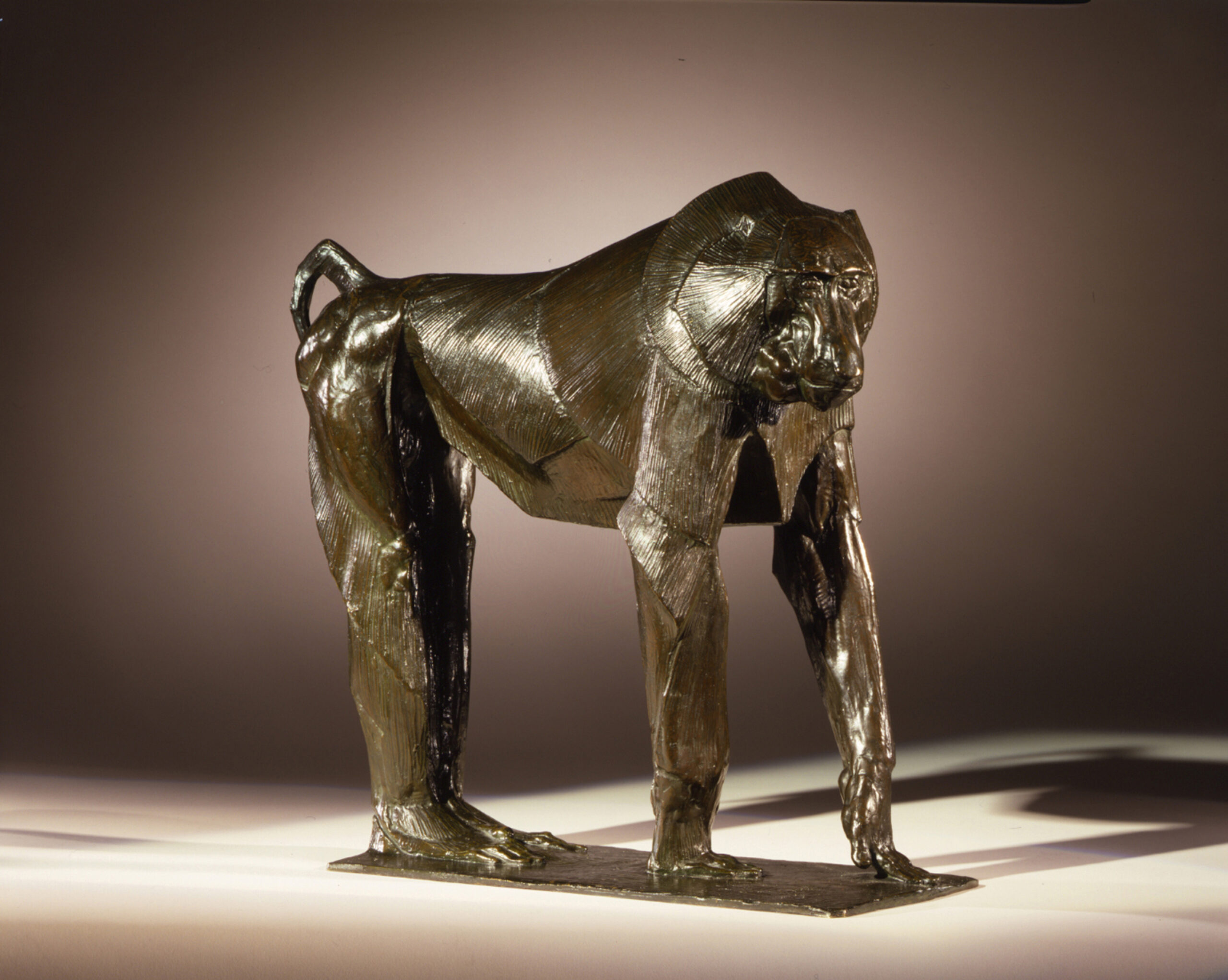 Hamadryas Baboon, 1909-1910