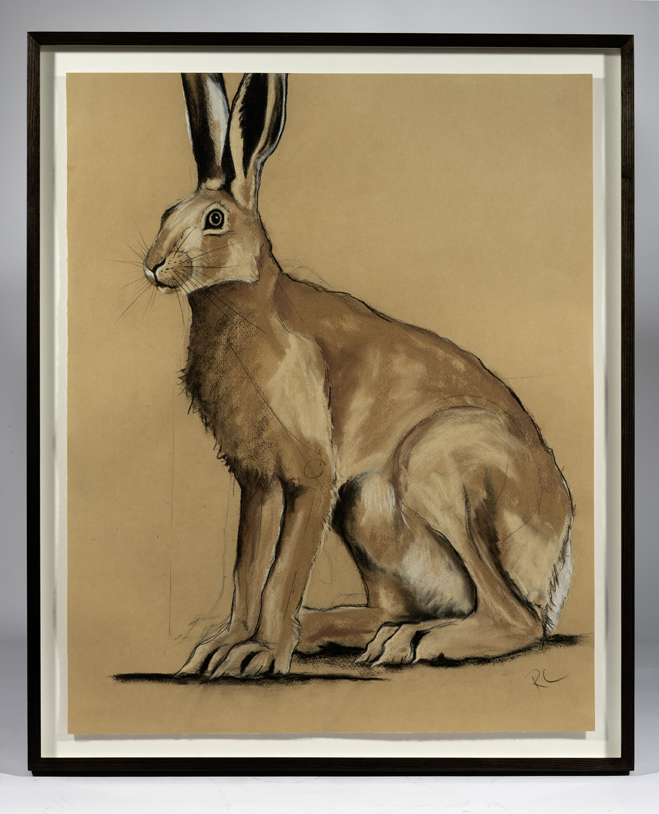 Hare Study