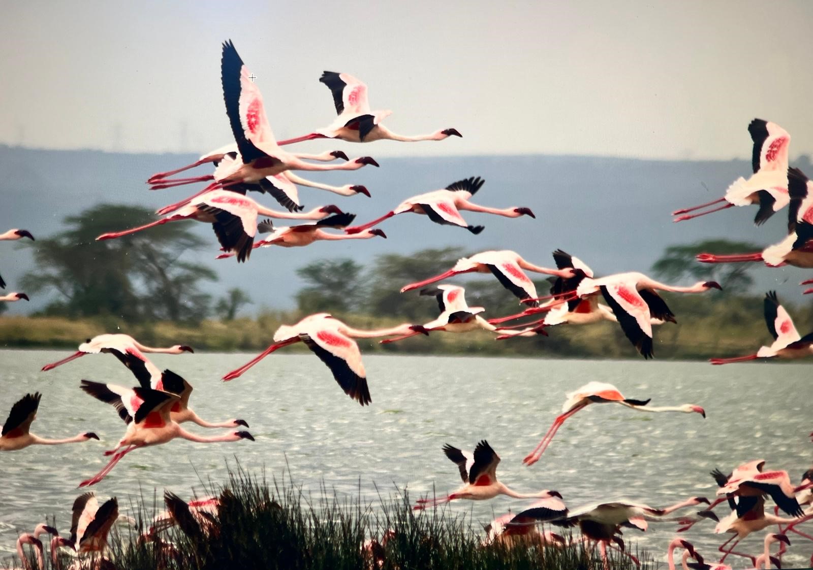 Mark Coreth – A Flamboyance of Flamingos