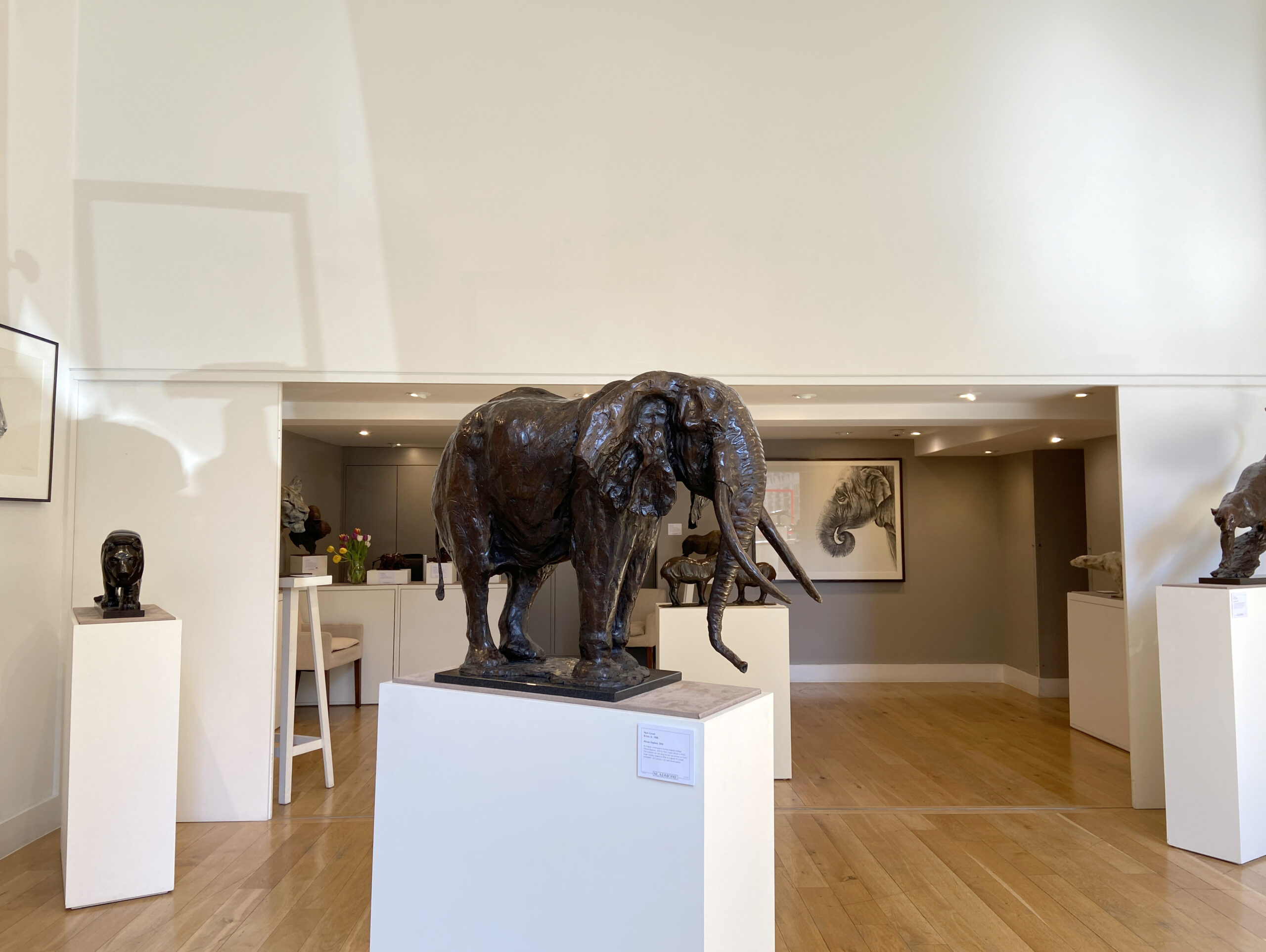 African Elephant, 2026