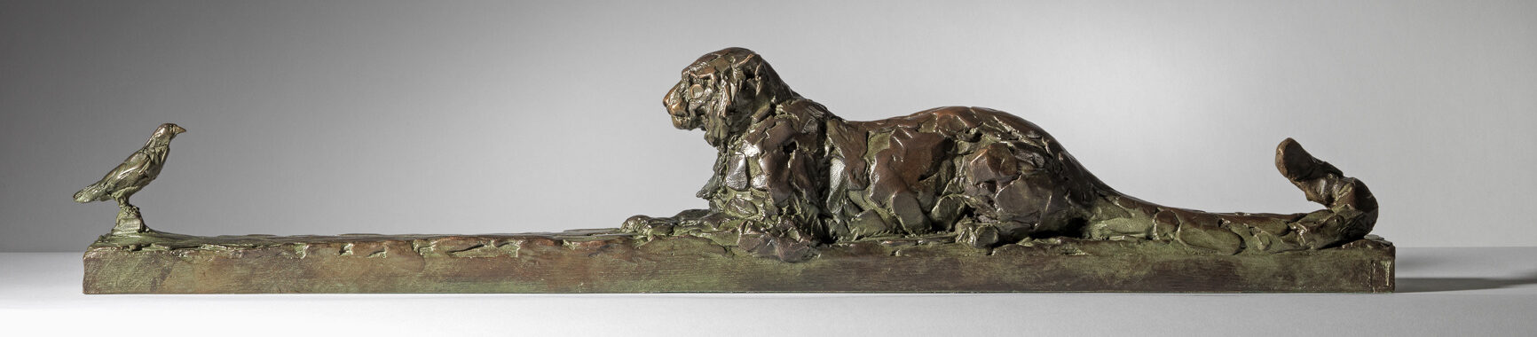 Snow Leopard and Chough