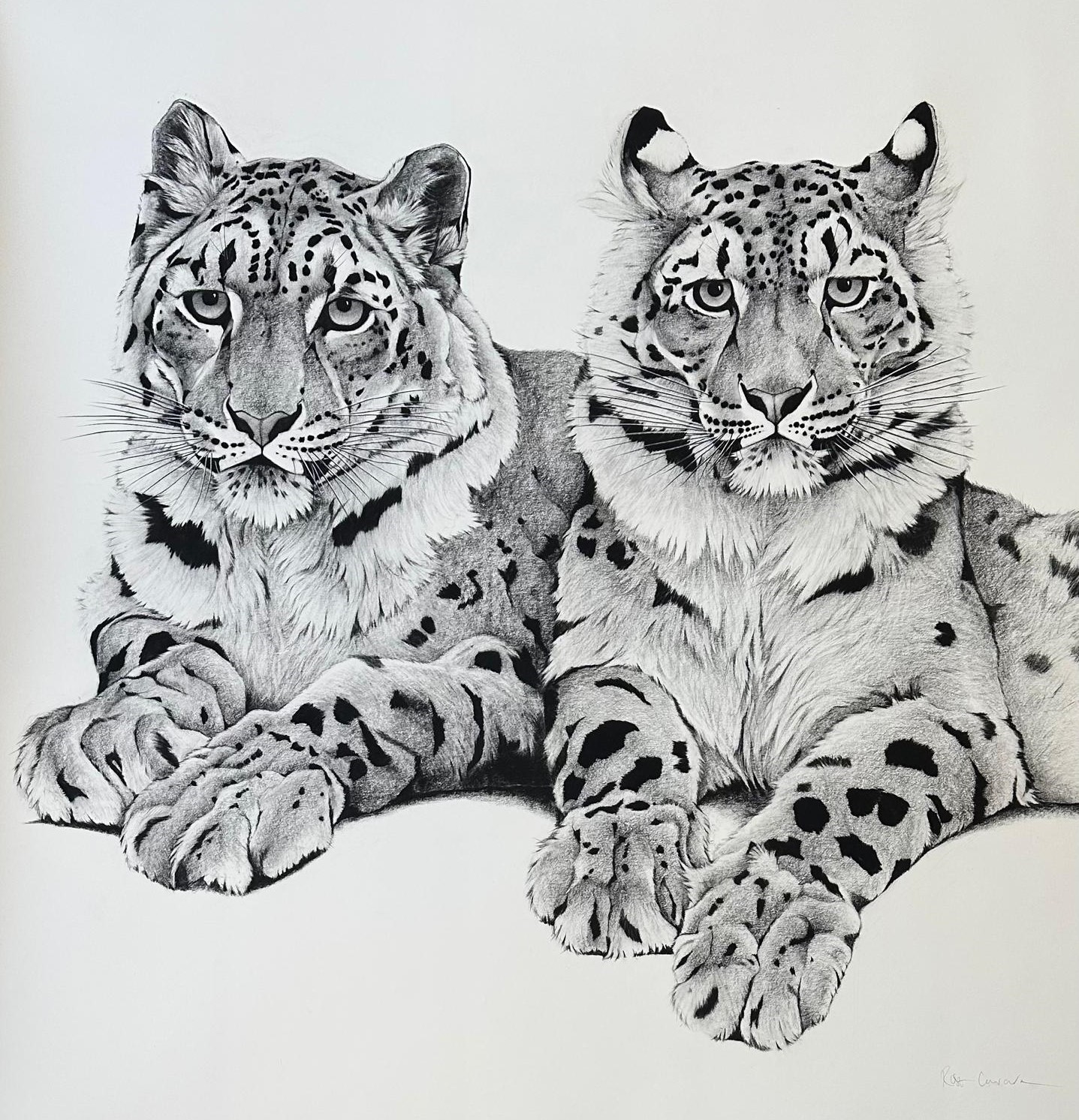 Young Snow Leopard Pair