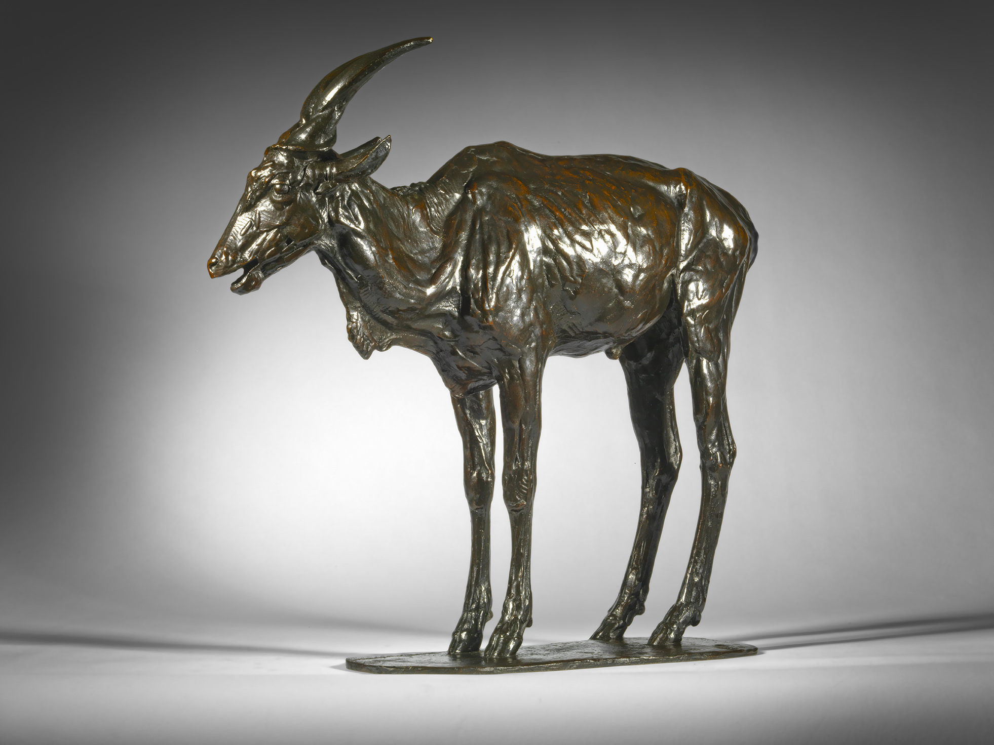 Canna Antelope, 1909-1910