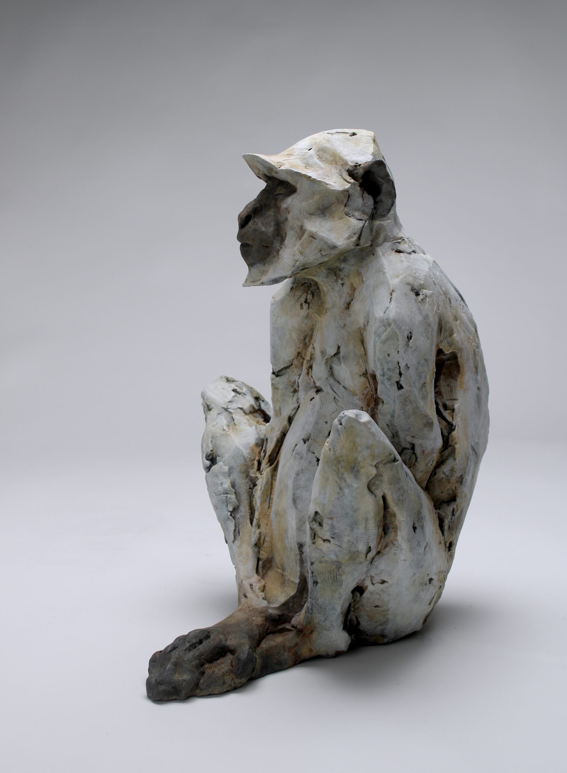 Seated Sacred Langur, 2026