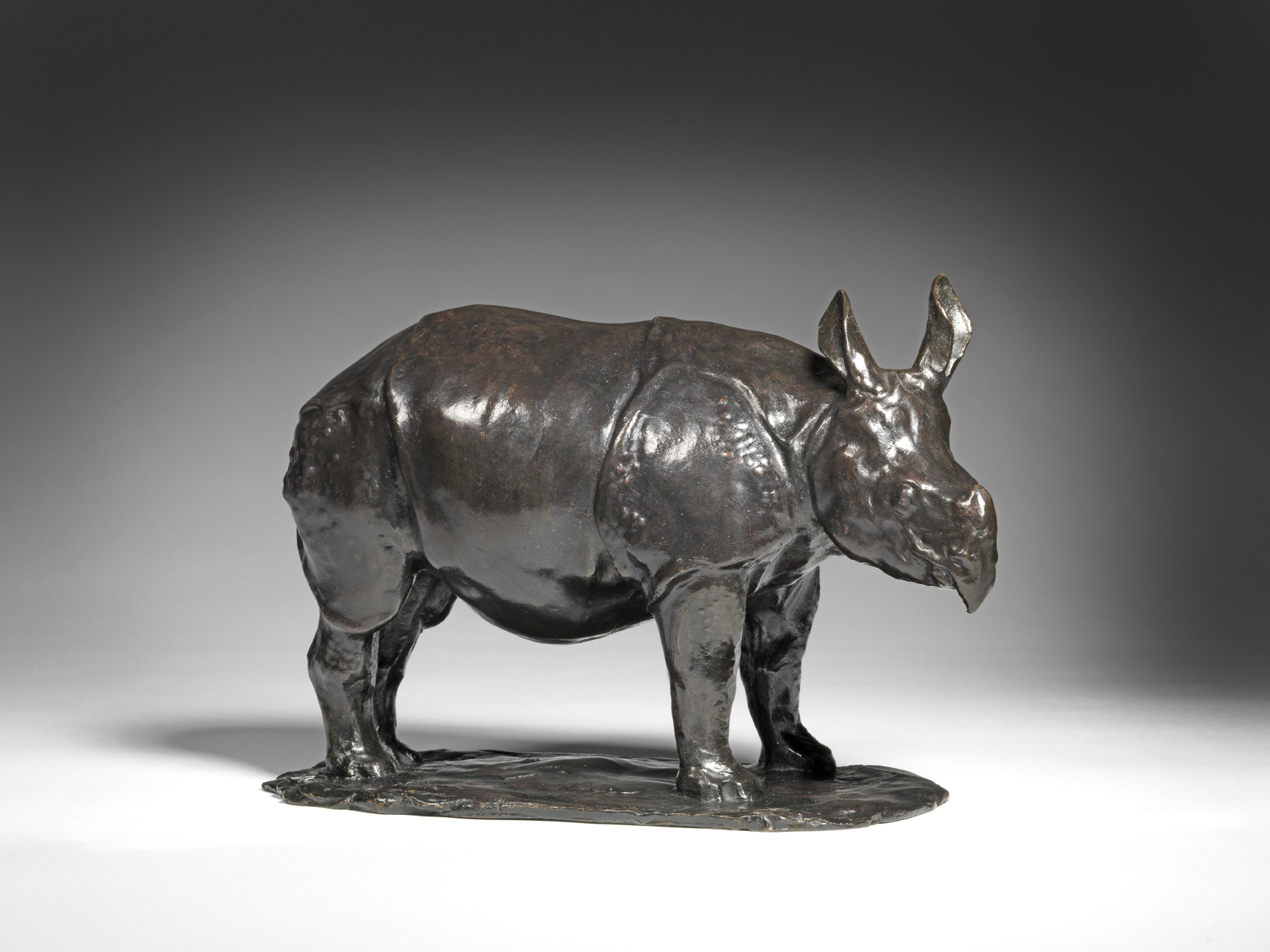 Javan Rhinoceros, 1907-1908