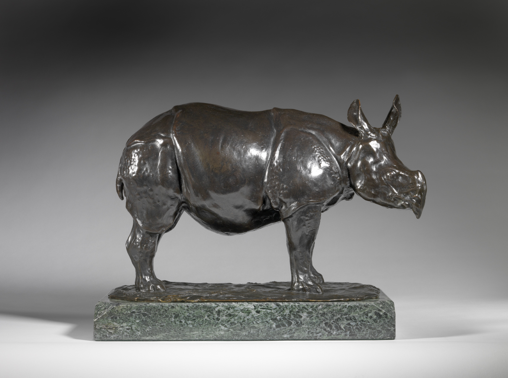 Large Javan Rhinoceros, c. 1907-1908