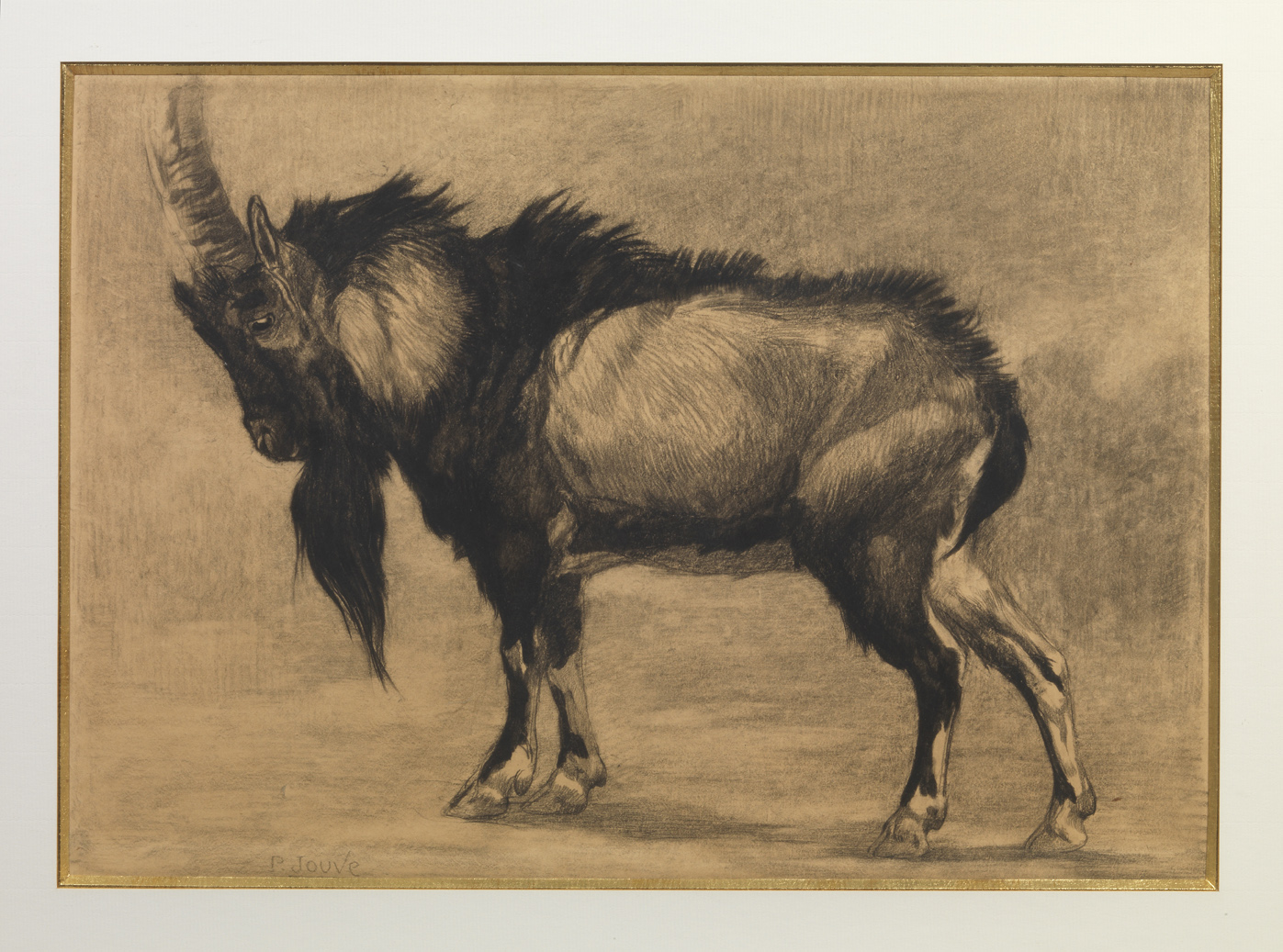 Standing Ibex, c. 1910