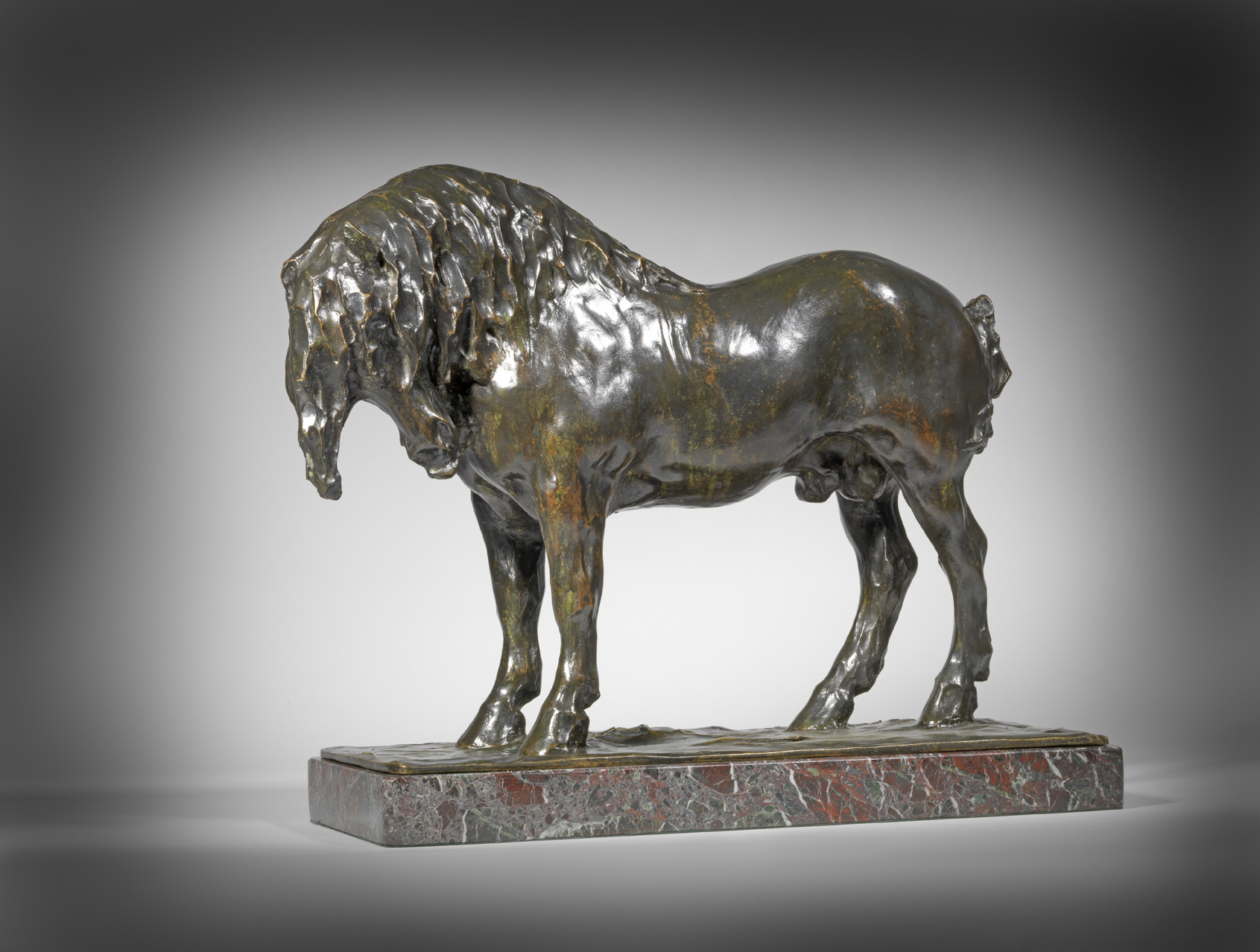 Percheron Stallion, 1907