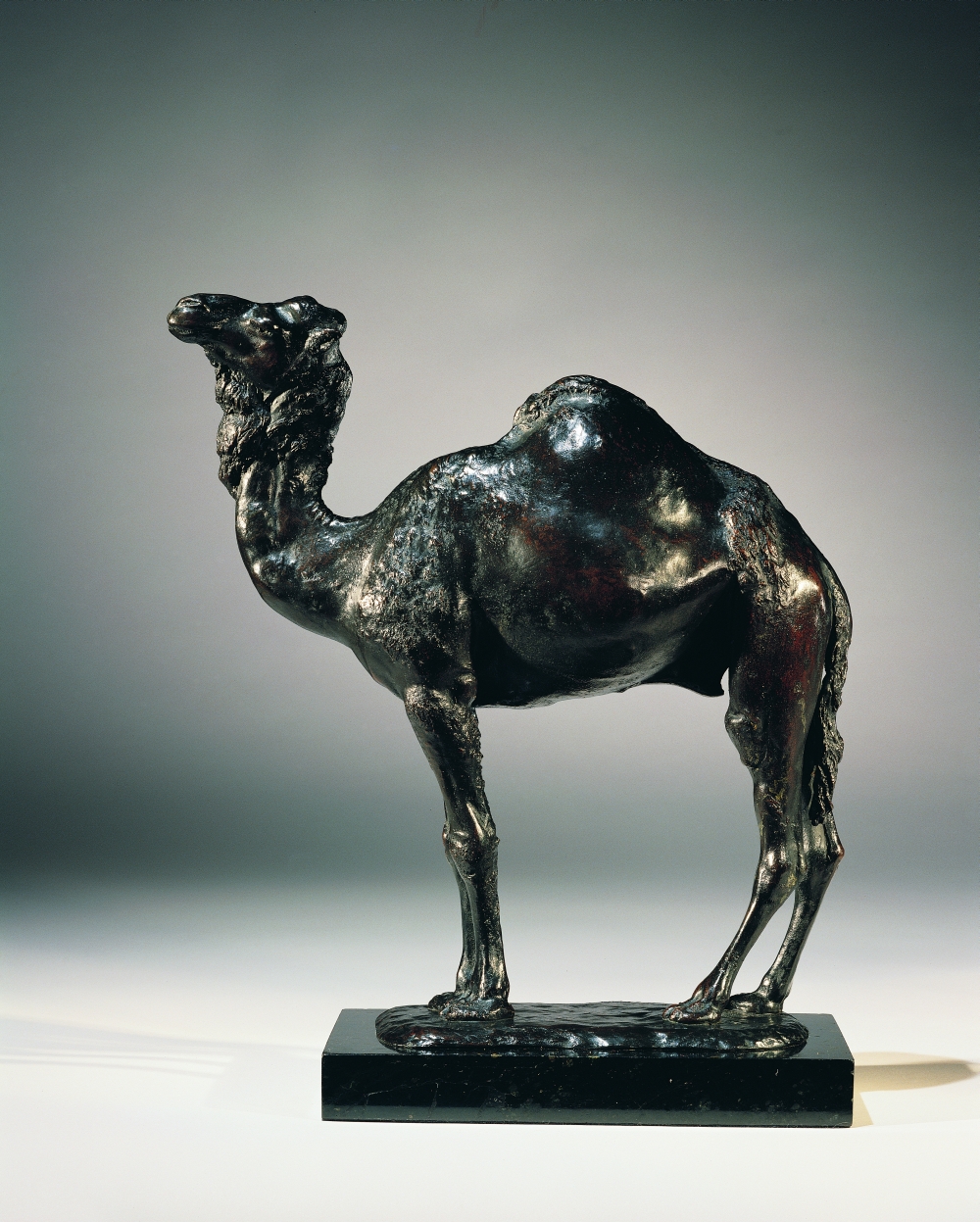 Camel, c. 1888