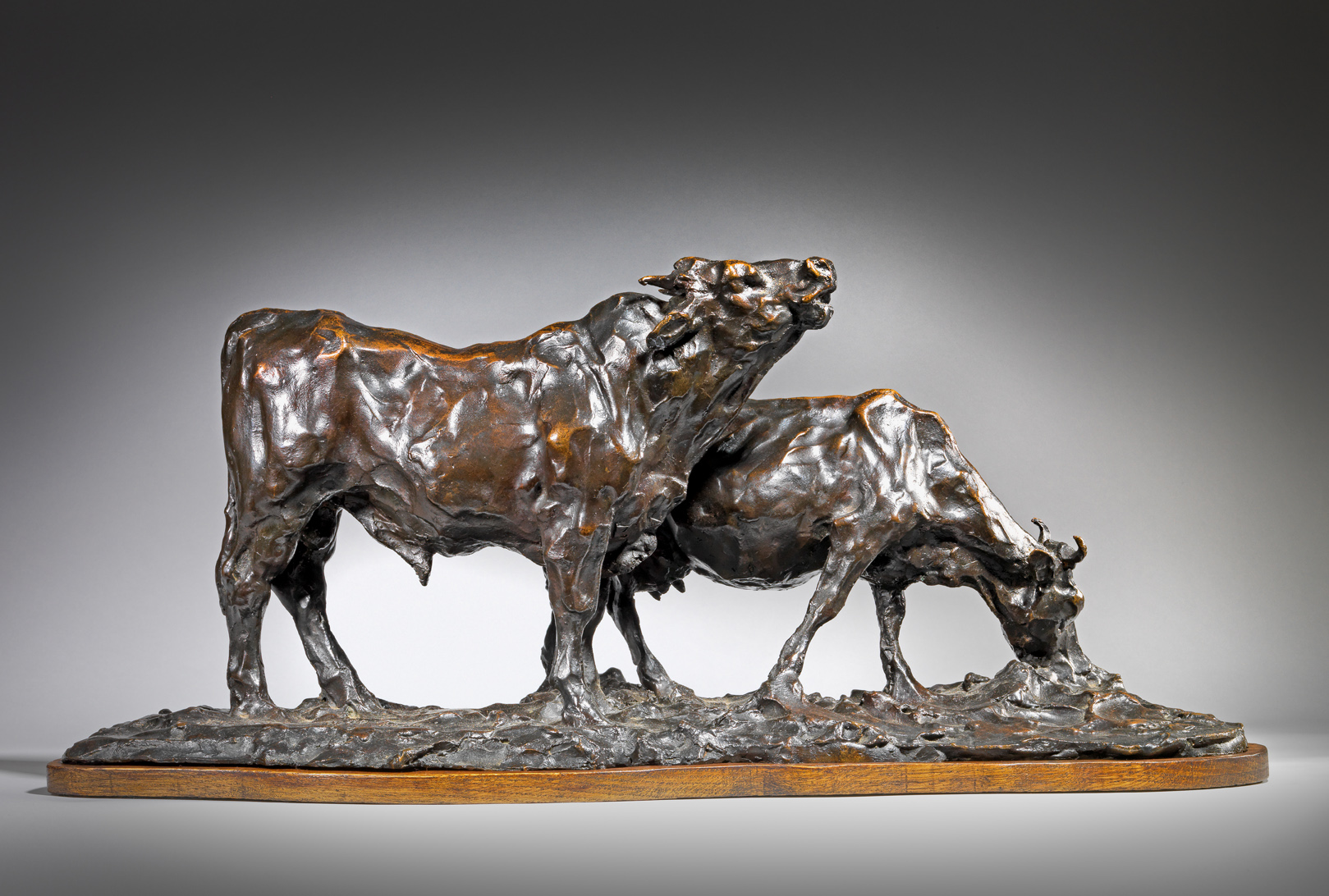Bull and Cow, 1902