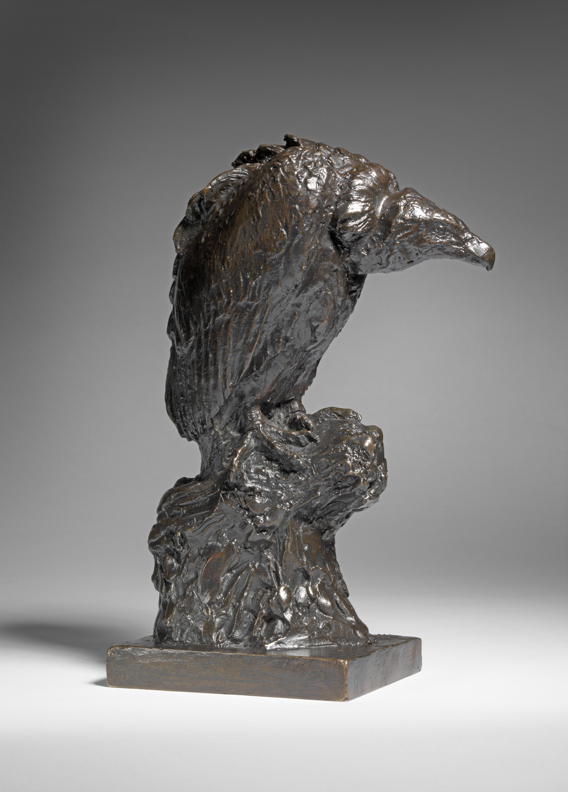 Vulture, c. 1925