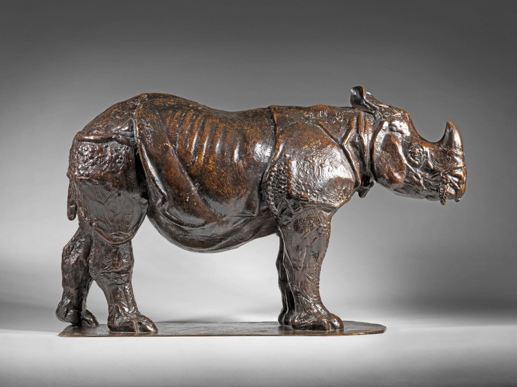 Three year old Rhinoceros, 1909-1910